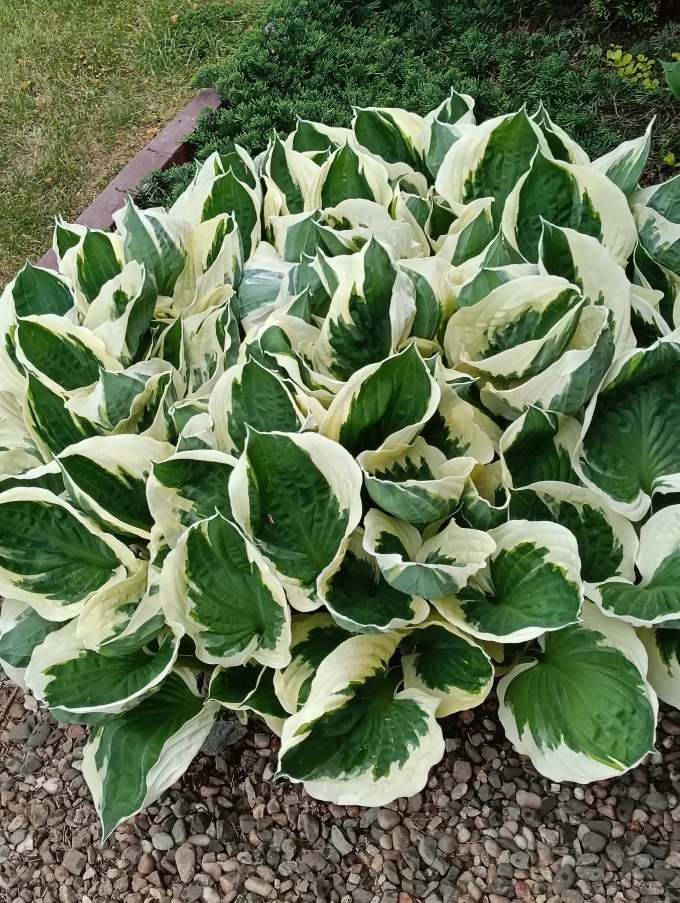 🪴perennial Hosta