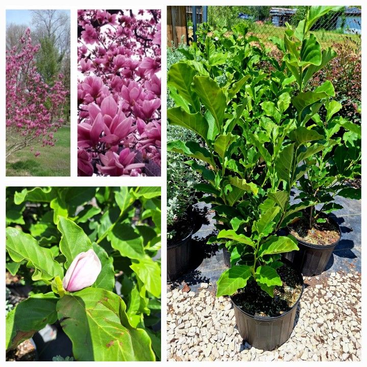 Jane Magnolia Tree