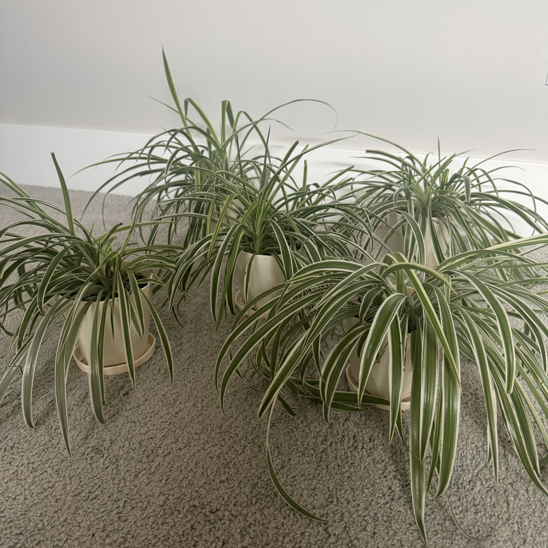 spider plant  with water tray