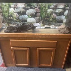 fish tank for reptiles 🐊 no fish