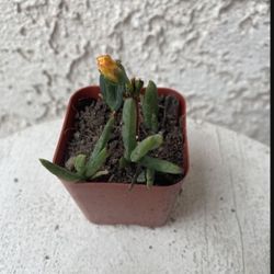 2 Inch Pot Succulent Plant - Yellow Lampranthus Multiradiatus - Creeping Redflush - Rooted & Established - Drought Resistant 🪴 Great Baby Shower or W