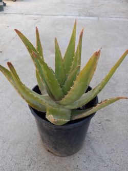 ALOE VERA 2 GOLLONS POT 12.00 DLS 