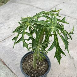 Papaya Tree