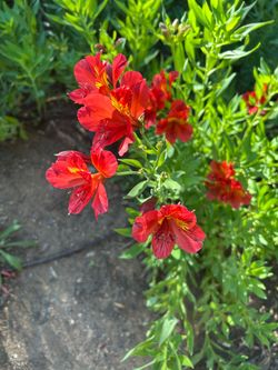 Red Alstroemeria flowers