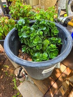 Natal plum plant