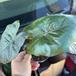 Alocasia $15