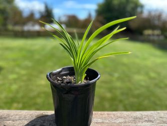 Daylily Plants – $5 Each