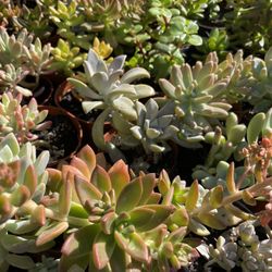 Succulents Plants 🌵🪴