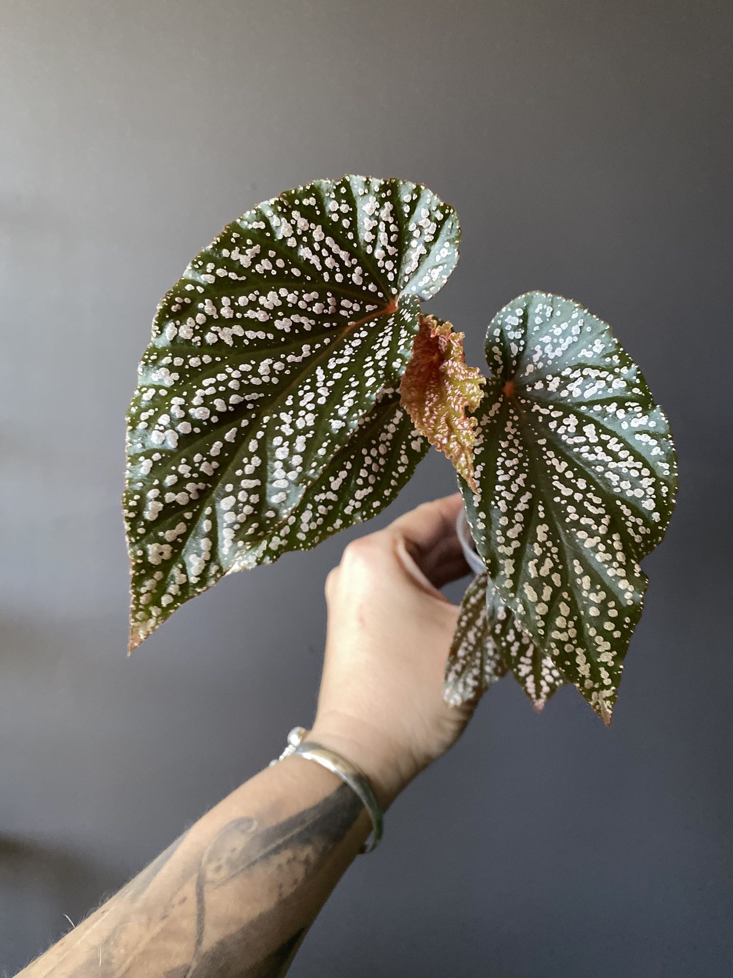 Angel Wing Begonia