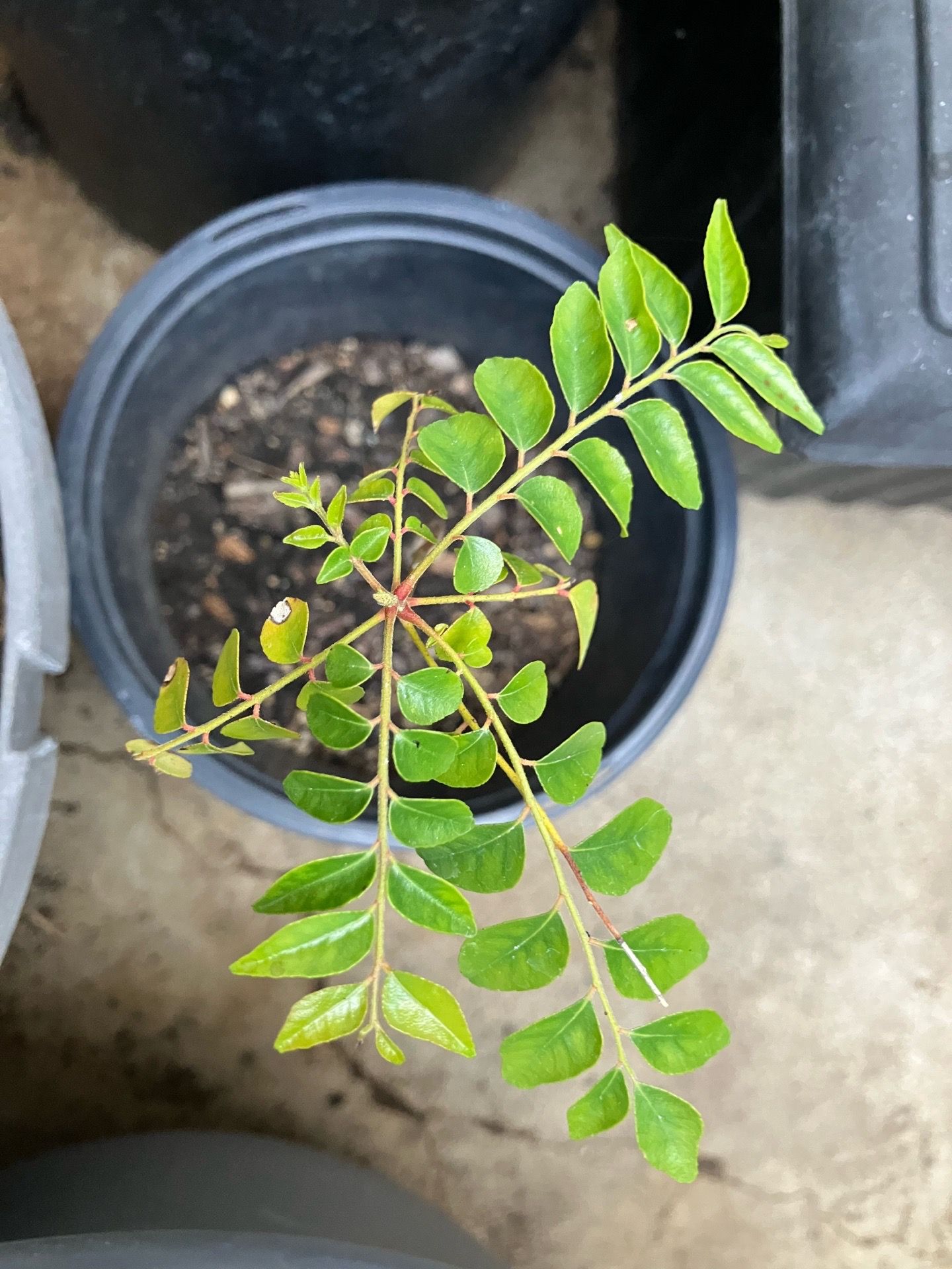 Curry Plant