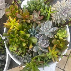 Succulent Plant