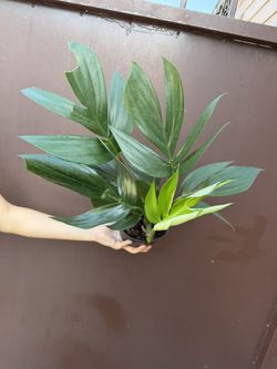 6” Raphidophora Decursiva 