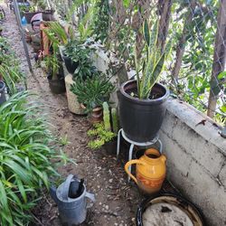 Plants Sale Everything Is For Sale!!!!!