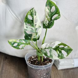 Monstera Adansonii Japanese Tri-Color (A)