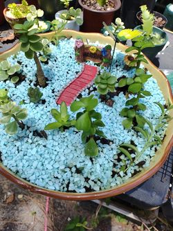 Plantas Naturales. Natural plants 