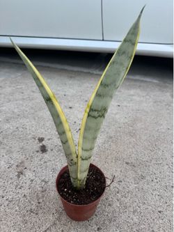 Snake plant silver