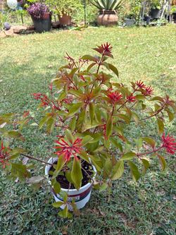 firebush shrub (Hamelia patens)