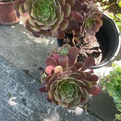 Succulent Plant🌱