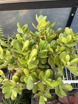 Jade Plant