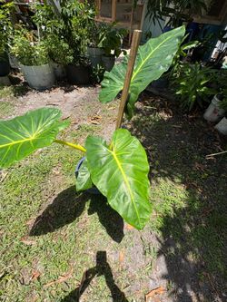 Large alocasia