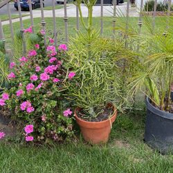 🪴 🌱🍀🌻🌷🌺💐🎄🌸🌹plants 