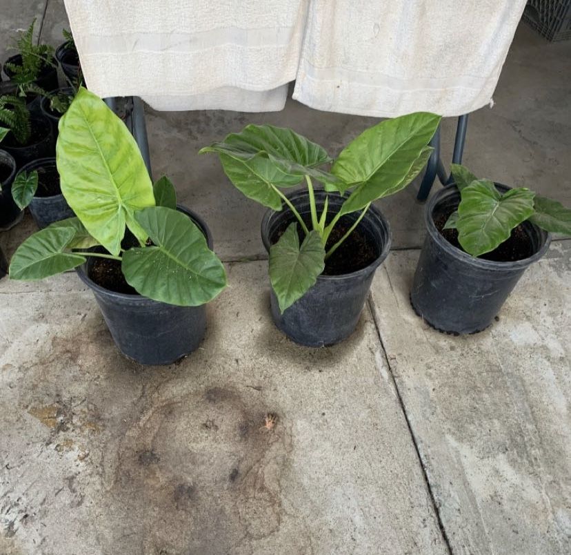 Elephant Ear Plant