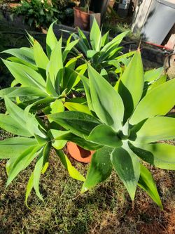Foxtail agave