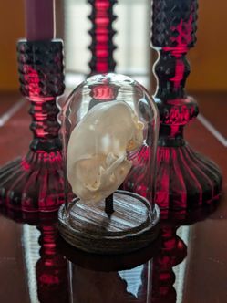 Cat Skull in Glass Dome Taxidermy Oddity
