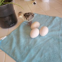 Huevos Fertilisados