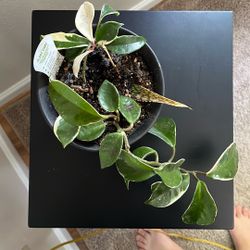 Pink Hoya With Pot
