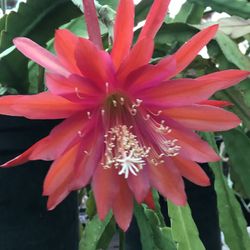 Orchid Cactus Peach