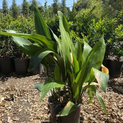 Aspidistra