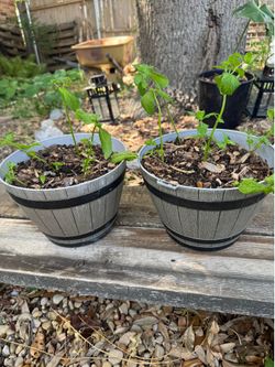 Healthy Mint Plants in 2 Small Decorative Pots – Great for Tea & Cooking