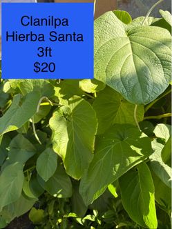 Plants / plantas