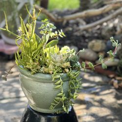 Sea foam green potted Succulent garden
