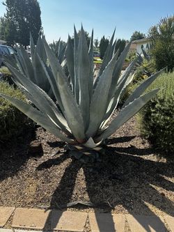 Small Blue Agave Plants