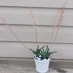 Gasteraloe Succulent Plant 🪴 (A)