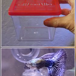 Travel Container For Aquarium Life 