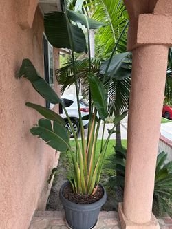 Big bird of paradise