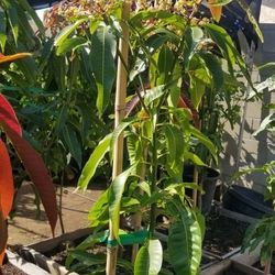 Mango criollo o corriente