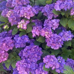 Last Two Hydrangea Plant Starter In Pot Semiannual 