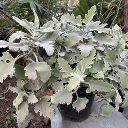 Velvet Succulent Plant/ O Kalanchoe oreja de elefante,