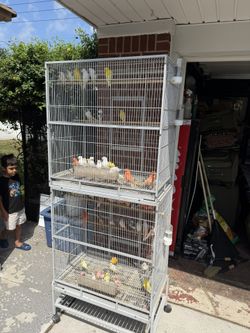 Bird Cage