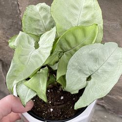 Syndonium In Ceramic Pot