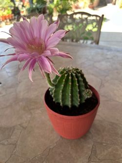 Cactus plant