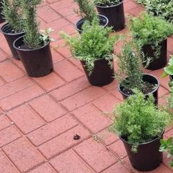 Rosemary And Chamomille Plants