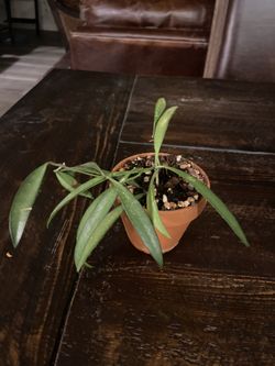 Hoya