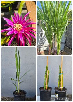 Purple Dragon Fruit Tree 3ft Tall & Sugarcane Plant 3ft High $15/each Pot.