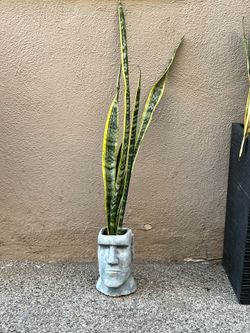Plant and planter