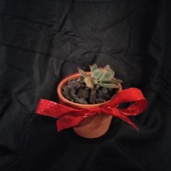 Succulent 